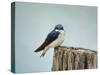 Perched and Waiting-Jai Johnson-Stretched Canvas