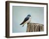 Perched and Waiting-Jai Johnson-Framed Giclee Print