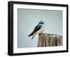 Perched and Waiting-Jai Johnson-Framed Giclee Print