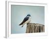 Perched and Waiting-Jai Johnson-Framed Giclee Print