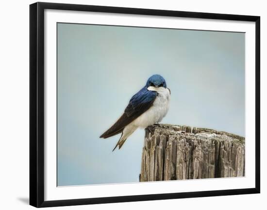 Perched and Waiting-Jai Johnson-Framed Giclee Print