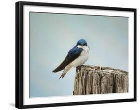 Perched and Waiting-Jai Johnson-Framed Giclee Print