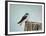 Perched and Waiting-Jai Johnson-Framed Giclee Print