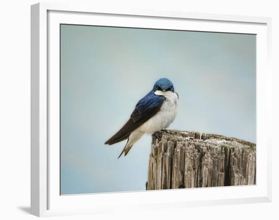 Perched and Waiting-Jai Johnson-Framed Giclee Print