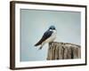 Perched and Waiting-Jai Johnson-Framed Giclee Print