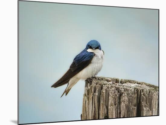 Perched and Waiting-Jai Johnson-Mounted Giclee Print