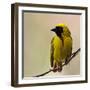 Perched Breeding Male (Southern) Masked Weaver, Ploceus Velatus-PicturesWild-Framed Photographic Print