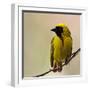 Perched Breeding Male (Southern) Masked Weaver, Ploceus Velatus-PicturesWild-Framed Photographic Print