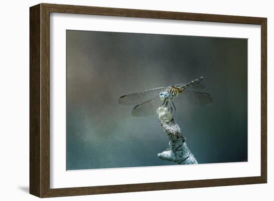 Perched Dragonfly-Jai Johnson-Framed Giclee Print