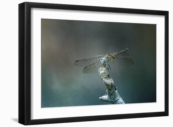 Perched Dragonfly-Jai Johnson-Framed Giclee Print