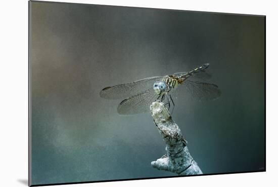 Perched Dragonfly-Jai Johnson-Mounted Giclee Print