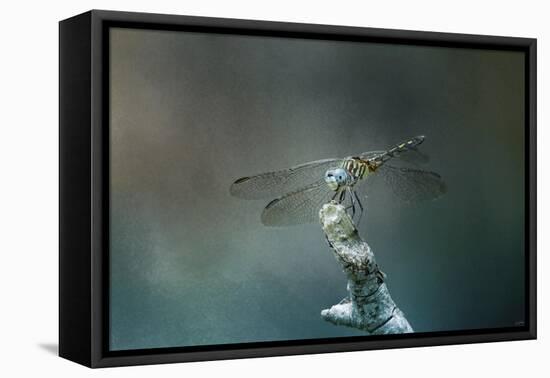 Perched Dragonfly-Jai Johnson-Framed Stretched Canvas