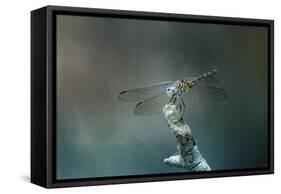 Perched Dragonfly-Jai Johnson-Framed Stretched Canvas