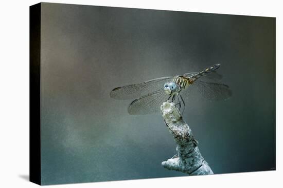 Perched Dragonfly-Jai Johnson-Stretched Canvas
