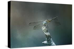 Perched Dragonfly-Jai Johnson-Stretched Canvas