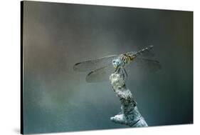 Perched Dragonfly-Jai Johnson-Stretched Canvas
