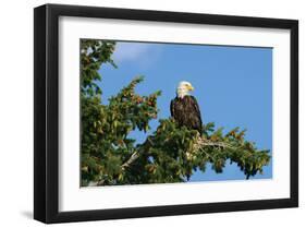 Perched Eagle-null-Framed Art Print