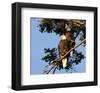 Perched Eagles-null-Framed Art Print