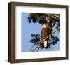 Perched Eagles-null-Framed Art Print