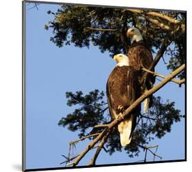 Perched Eagles-null-Mounted Art Print