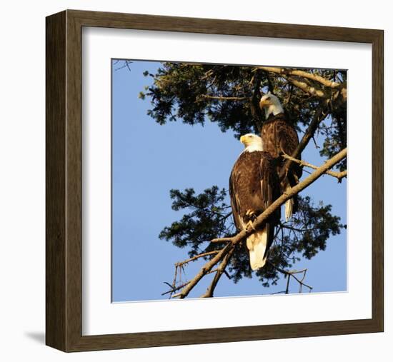 Perched Eagles-null-Framed Art Print