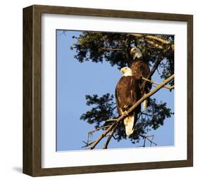Perched Eagles-null-Framed Art Print