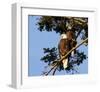 Perched Eagles-null-Framed Art Print