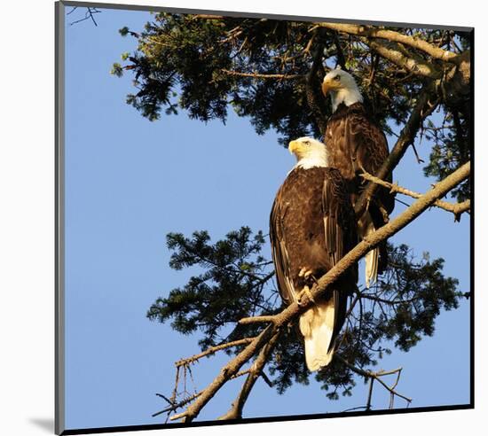 Perched Eagles-null-Mounted Art Print