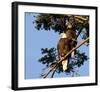 Perched Eagles-null-Framed Art Print