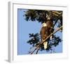 Perched Eagles-null-Framed Art Print