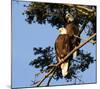 Perched Eagles-null-Mounted Art Print