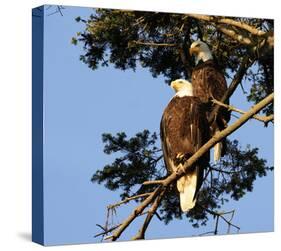 Perched Eagles-null-Stretched Canvas