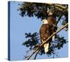 Perched Eagles-null-Stretched Canvas