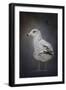 Perched Nearby Gull-Jai Johnson-Framed Giclee Print