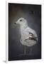 Perched Nearby Gull-Jai Johnson-Framed Giclee Print