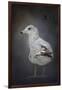 Perched Nearby Gull-Jai Johnson-Framed Giclee Print