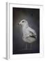 Perched Nearby Gull-Jai Johnson-Framed Giclee Print