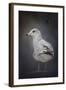 Perched Nearby Gull-Jai Johnson-Framed Giclee Print