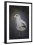 Perched Nearby Gull-Jai Johnson-Framed Giclee Print