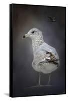 Perched Nearby Gull-Jai Johnson-Framed Stretched Canvas