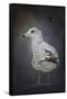 Perched Nearby Gull-Jai Johnson-Framed Stretched Canvas