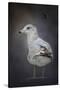 Perched Nearby Gull-Jai Johnson-Stretched Canvas