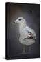 Perched Nearby Gull-Jai Johnson-Stretched Canvas