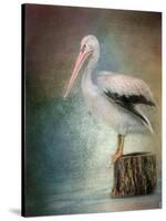 Perched Pelican-Jai Johnson-Stretched Canvas