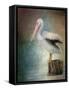Perched Pelican-Jai Johnson-Framed Stretched Canvas