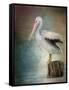 Perched Pelican-Jai Johnson-Framed Stretched Canvas