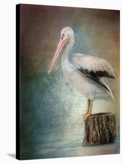 Perched Pelican-Jai Johnson-Stretched Canvas