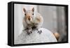 Perched Squirrel Photo Print Poster-null-Framed Stretched Canvas
