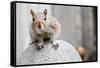 Perched Squirrel Photo Print Poster-null-Framed Stretched Canvas