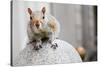 Perched Squirrel Photo Print Poster-null-Stretched Canvas